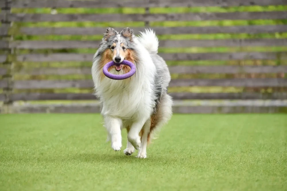 Clean, Comfortable Pet Spaces that Stand Up to Daily Use
